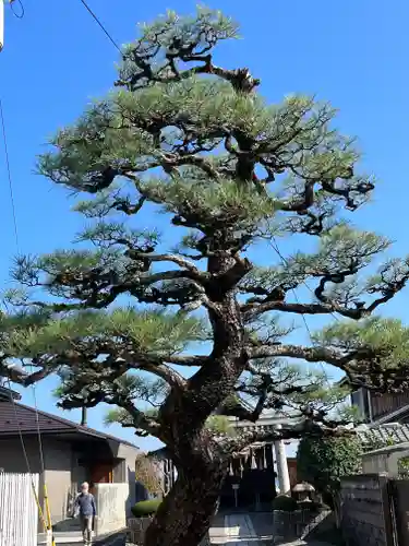 都久生須麻神社の自然