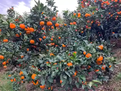 三郷八幡神社の自然