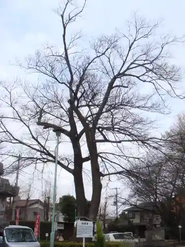 鎮守氷川神社の自然
