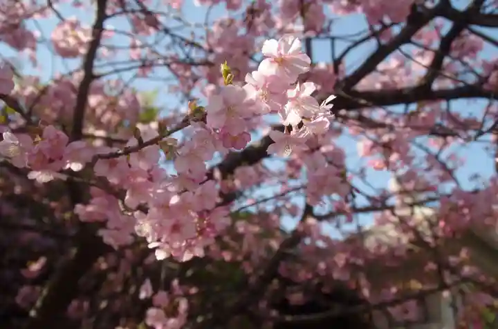 新宿下落合氷川神社の自然