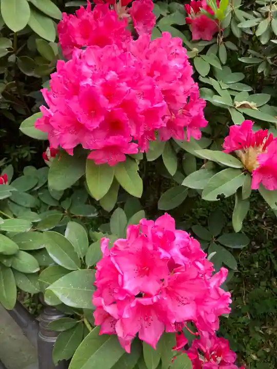 岡寺(龍蓋寺)(奈良県)