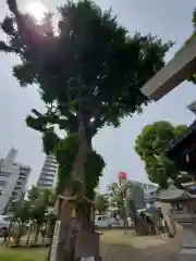 金山神社の自然