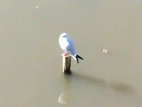 鶴岡八幡宮(神奈川県)