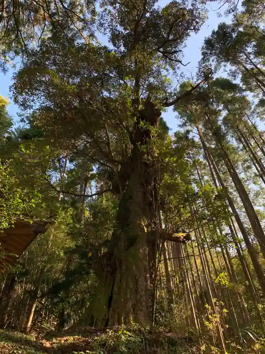 天照神社の自然