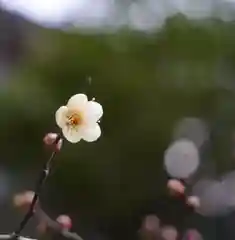 普元寺の自然