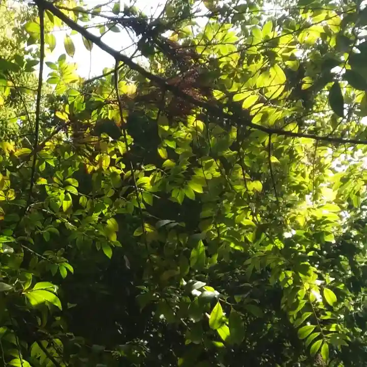 宗形神社の自然