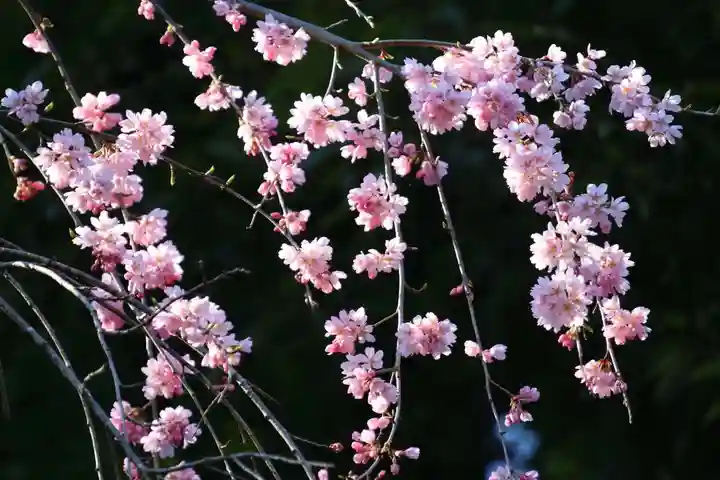 大六天麻王神社の自然
