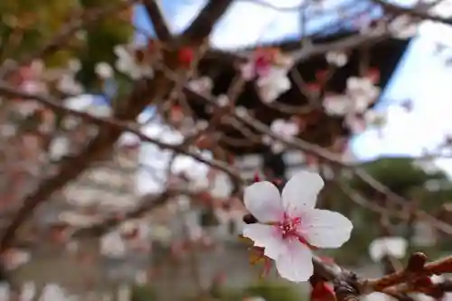 大念佛寺の自然