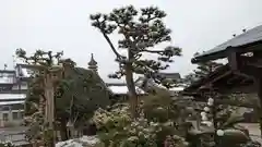 大松禅寺の庭園