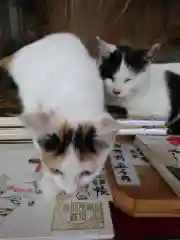 賀茂別雷神社の動物