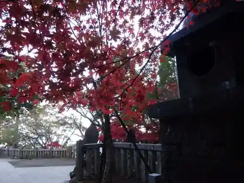 大山阿夫利神社の自然