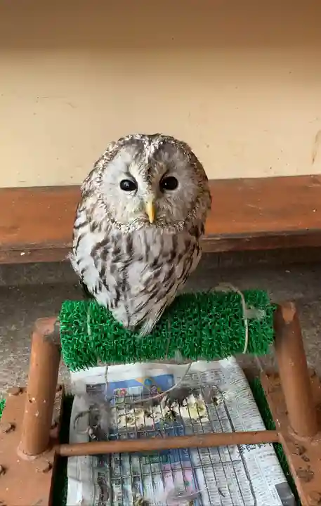 諏訪神社の動物