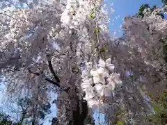 白峯寺の自然