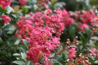 鹿島大神宮の自然