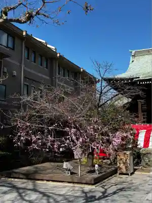 桜神宮(東京都)