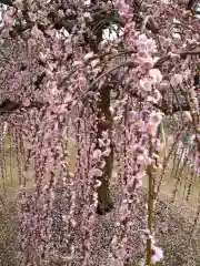 三室戸寺(京都府)