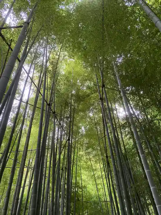 報国寺(神奈川県)