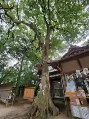 氷川女體神社の自然