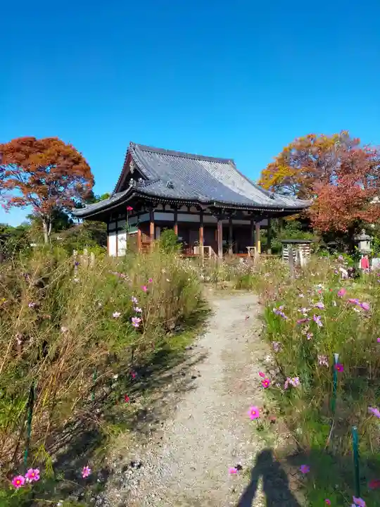 般若寺 ❁コスモス寺❁(奈良県)