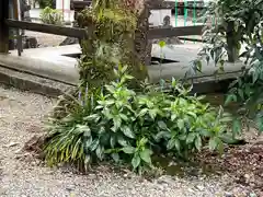 手力雄神社(岐阜県)