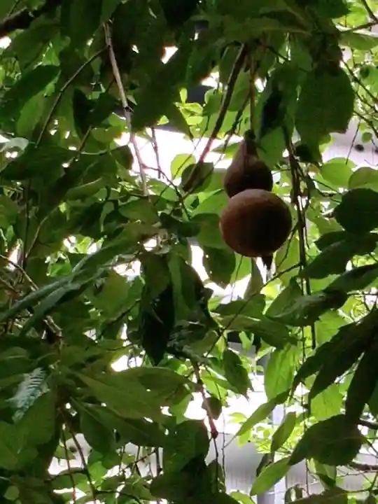 秋葉神社(東京都)