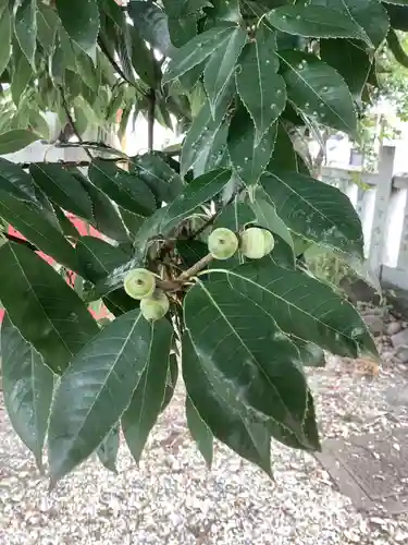 御井神社の自然