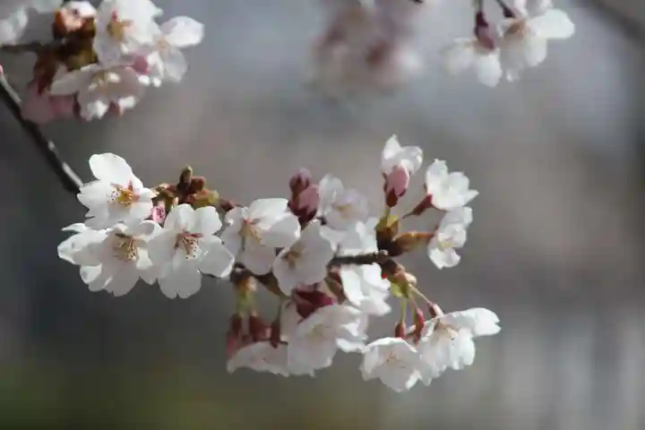 国宝 大法寺の自然