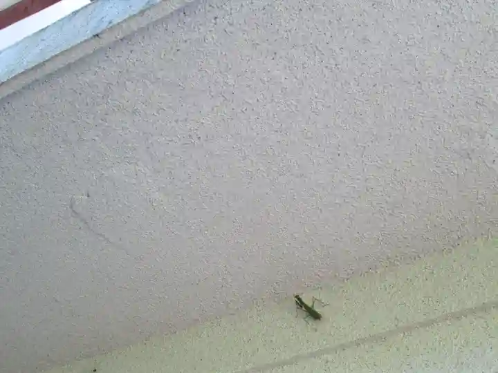 屋久島大社の動物