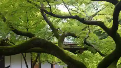 青蓮院門跡(京都府)