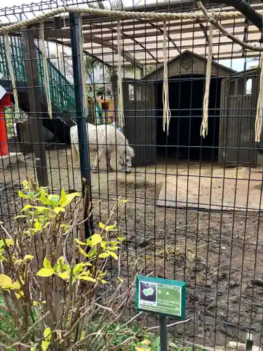 五方山熊野神社の動物