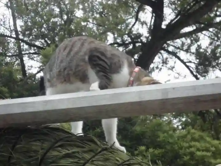伊勢原大神宮の動物