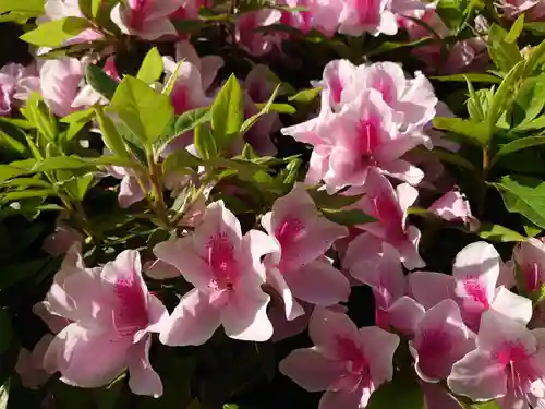 和泉國一之宮　大鳥大社の自然