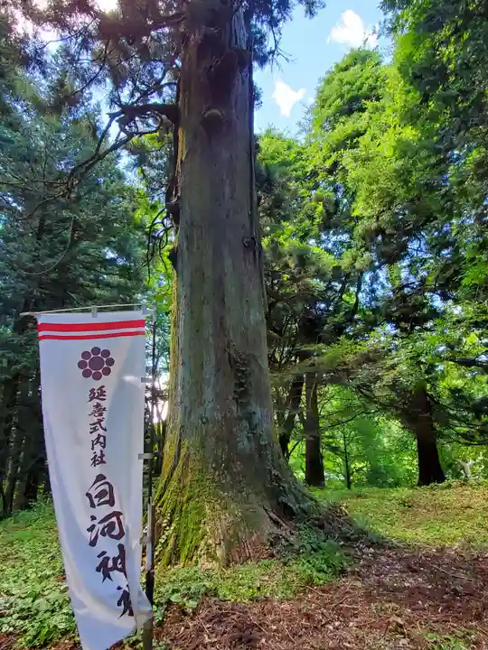 白河神社の自然