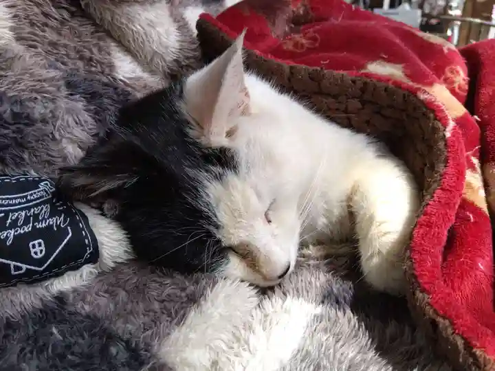 御誕生寺(猫寺)(福井県)