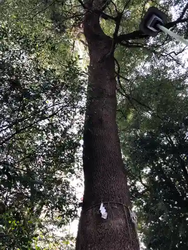 南沢氷川神社の庭園