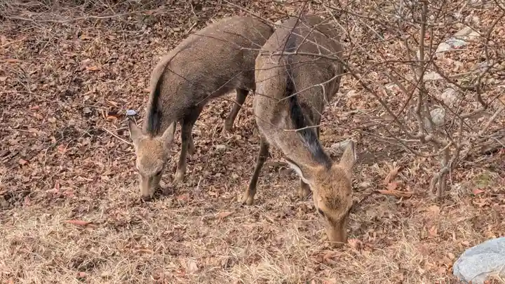 三峯神社(埼玉県)