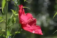 阿久津「田村神社」(郡山市阿久津町)旧社名:伊豆箱根三嶋三社の自然