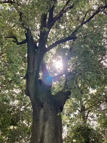 落合白山神社の自然