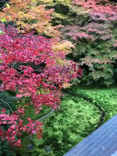 光明寺瑠璃光院の自然
