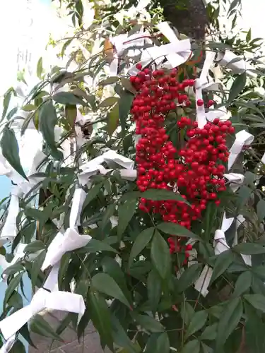 文子天満宮の自然