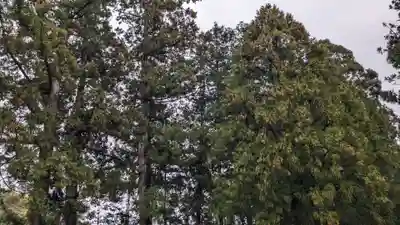小村神社の自然