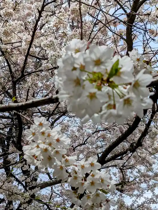秋葉神社の自然
