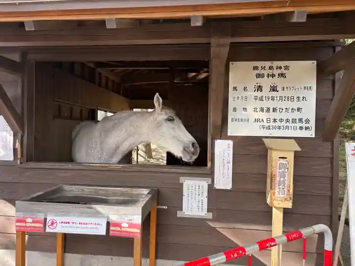 鹿児島神宮(鹿児島県)