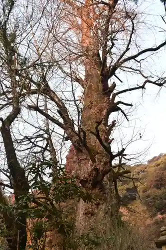 龍蔵寺(山口県)