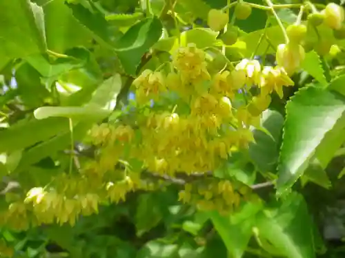 浄光明寺の自然