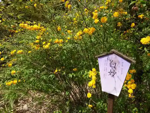 平野神社の自然