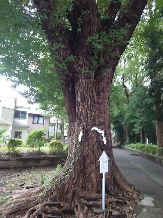 五社神社の自然
