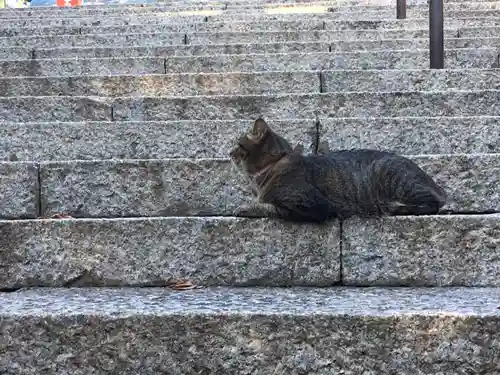 所澤神明社の動物
