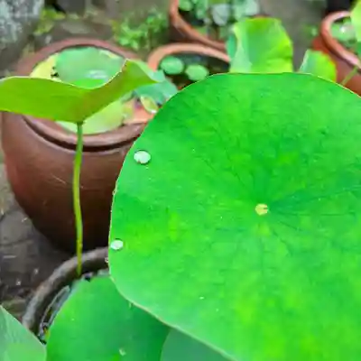 伊勢の国 四天王寺(三重県)