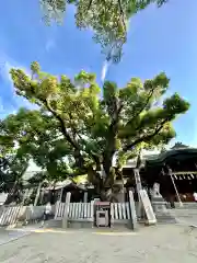 石切劔箭神社(大阪府)